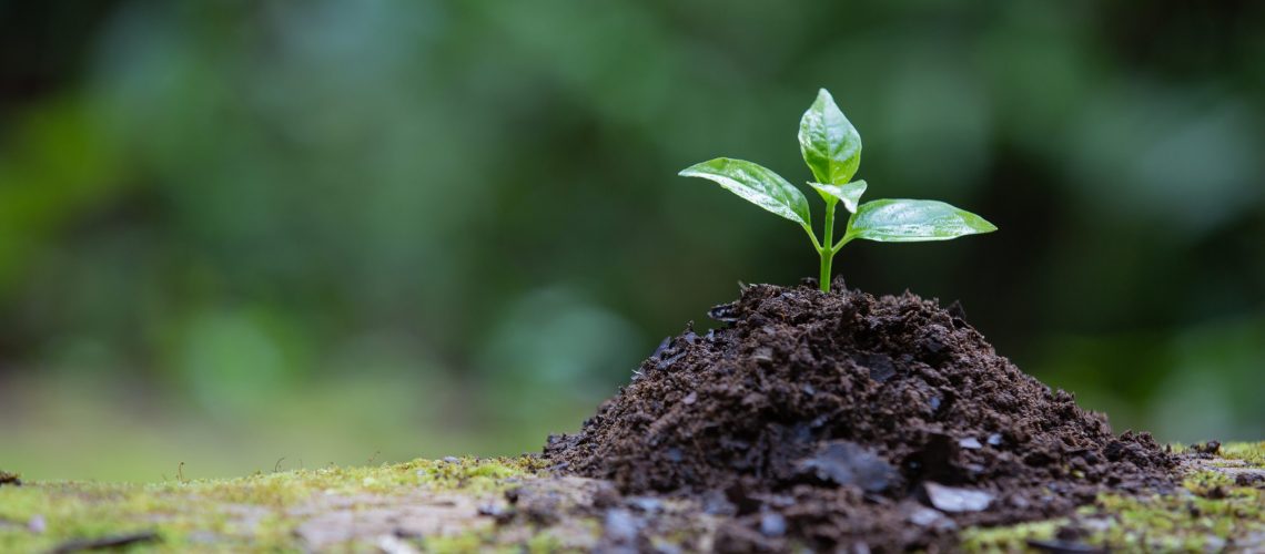 The sapling that grows from the ground has a natural background.